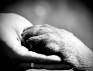 Pet Aftercare Search for pet euthanasia, cremation, and burial cemeteries